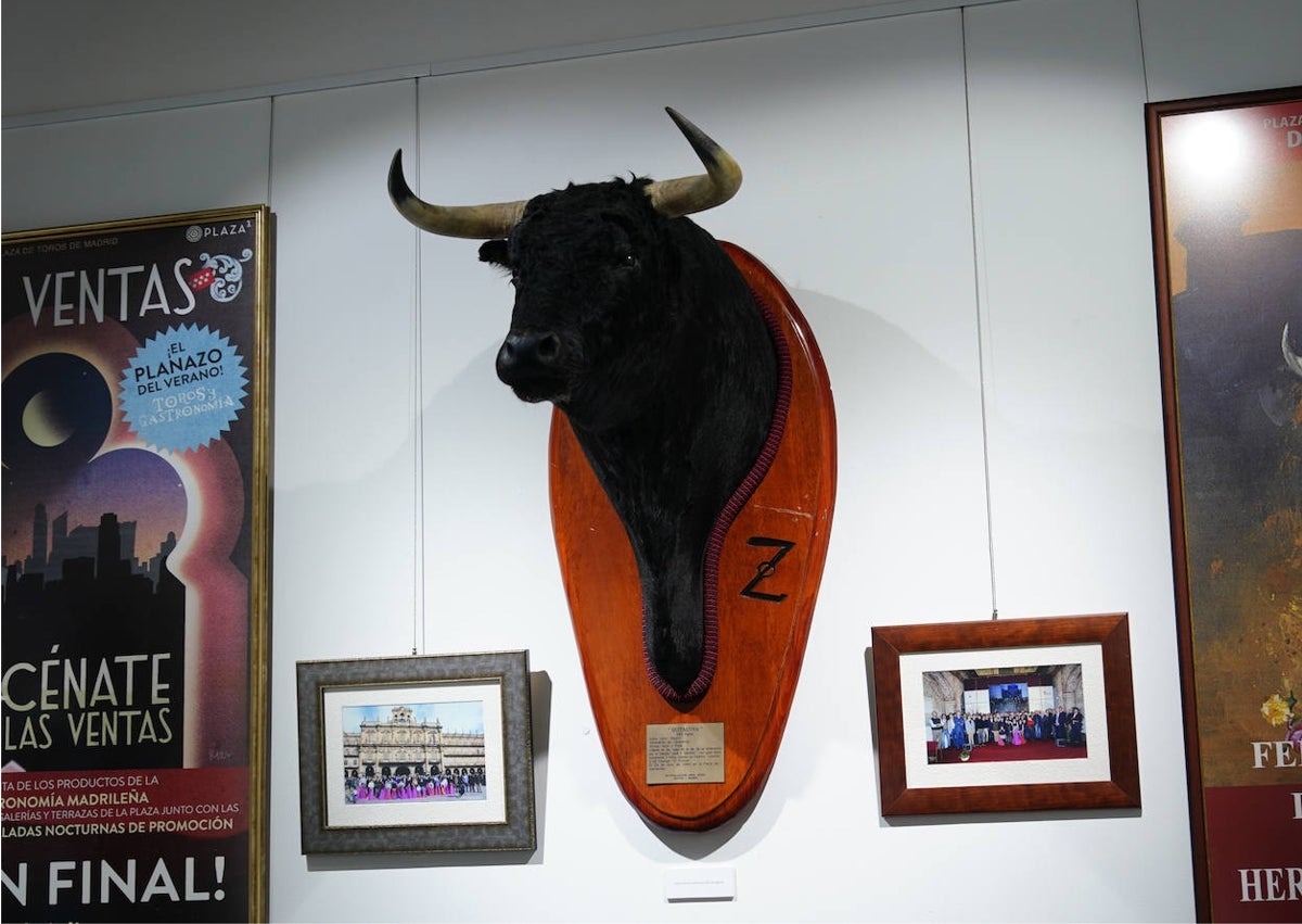 Imagen secundaria 1 - Así es la exposición del 40 aniversario de la Escuela Tauromaquia de Salamanca